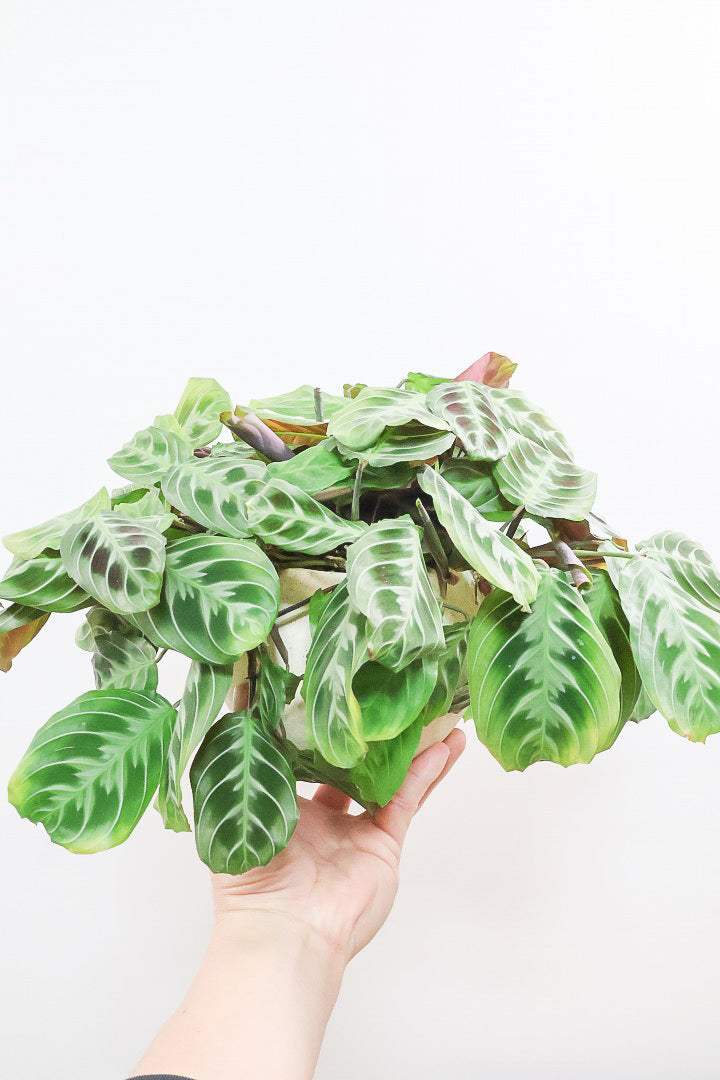 【マランタ キャットマスタージュ】これは美しい！ここまでの大株の個体はめったに入荷しませんのでぜひ！