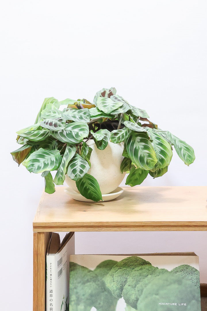 【マランタ キャットマスタージュ】これは美しい！ここまでの大株の個体はめったに入荷しませんのでぜひ！