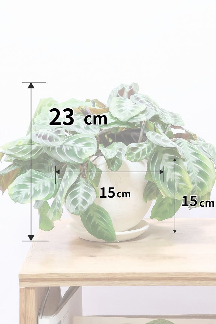 【マランタ キャットマスタージュ】これは美しい！ここまでの大株の個体はめったに入荷しませんのでぜひ！