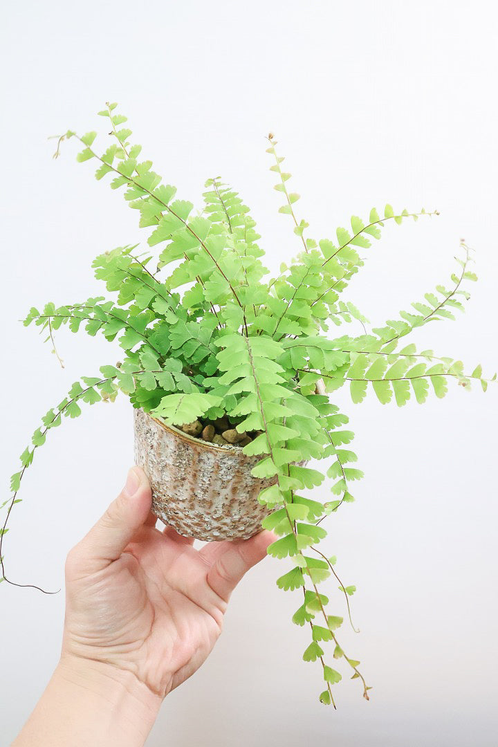 【アジアンタム コーダータ】APEGO初入荷の品種。垂れ下がるようなフォルムと雰囲気がとってもかわいい観葉植物！