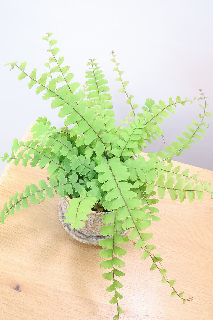 【アジアンタム コーダータ】APEGO初入荷の品種。垂れ下がるようなフォルムと雰囲気がとってもかわいい観葉植物！