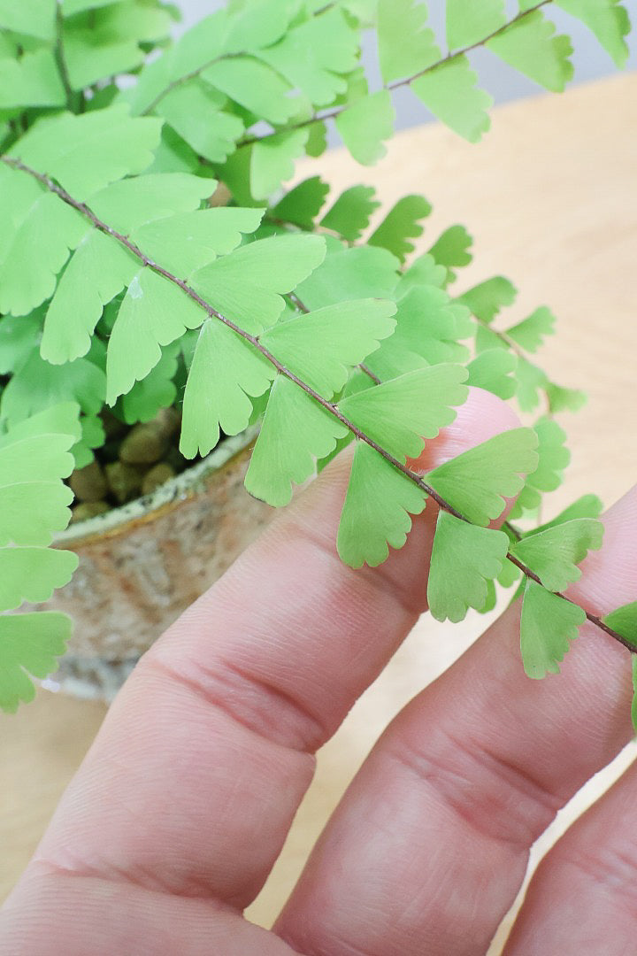 【アジアンタム コーダータ】APEGO初入荷の品種。垂れ下がるようなフォルムと雰囲気がとってもかわいい観葉植物！