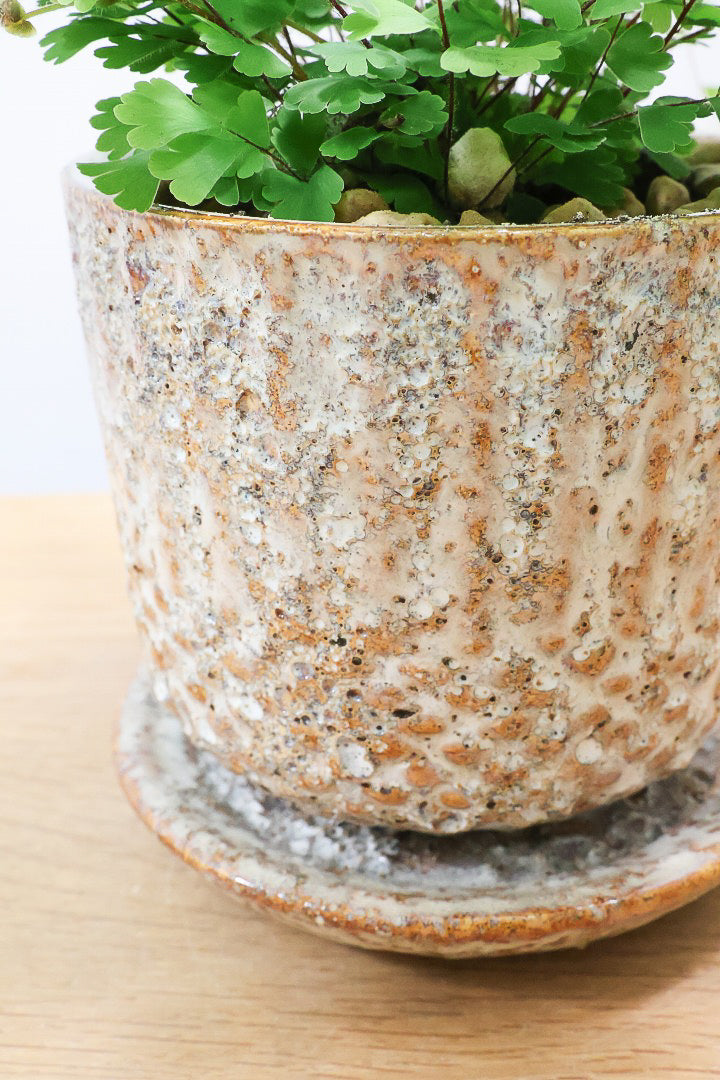 【アジアンタム コーダータ】APEGO初入荷の品種。垂れ下がるようなフォルムと雰囲気がとってもかわいい観葉植物！