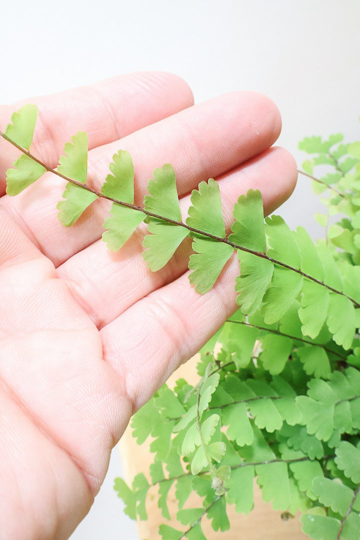 【アジアンタム コーダータ】APEGO初入荷の品種。垂れ下がるようなフォルムと雰囲気がとってもかわいい観葉植物！