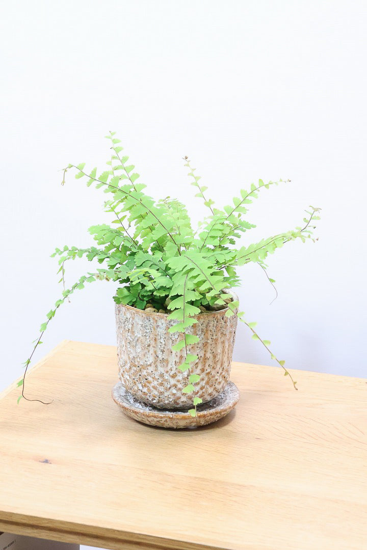 【アジアンタム コーダータ】APEGO初入荷の品種。垂れ下がるようなフォルムと雰囲気がとってもかわいい観葉植物！