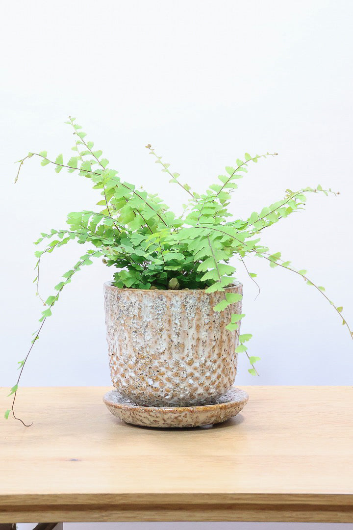 【アジアンタム コーダータ】APEGO初入荷の品種。垂れ下がるようなフォルムと雰囲気がとってもかわいい観葉植物！