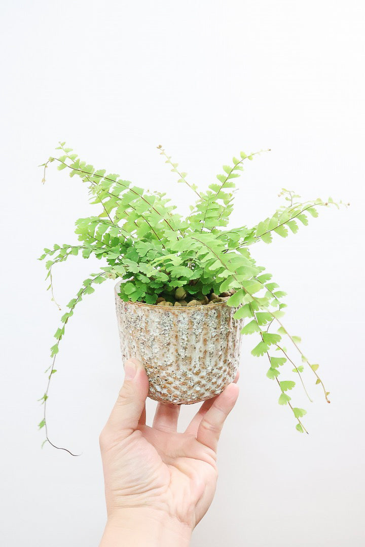 【アジアンタム コーダータ】APEGO初入荷の品種。垂れ下がるようなフォルムと雰囲気がとってもかわいい観葉植物！