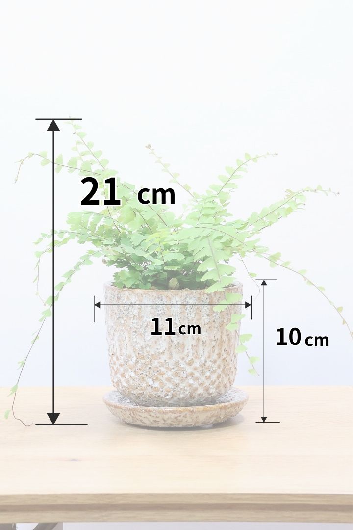 【アジアンタム コーダータ】APEGO初入荷の品種。垂れ下がるようなフォルムと雰囲気がとってもかわいい観葉植物！