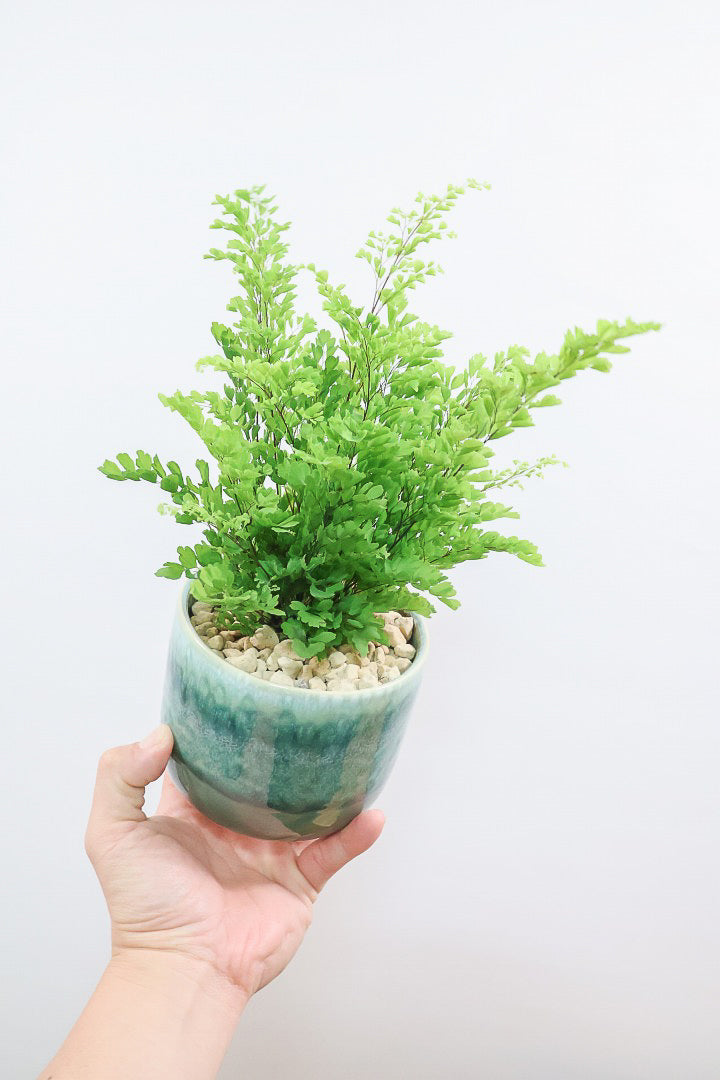 【アジアンタム リサ】かわいいミニサイズのふわふわした雰囲気がとってもかわいい観葉植物！ナチュラルな葉がかわいい♪