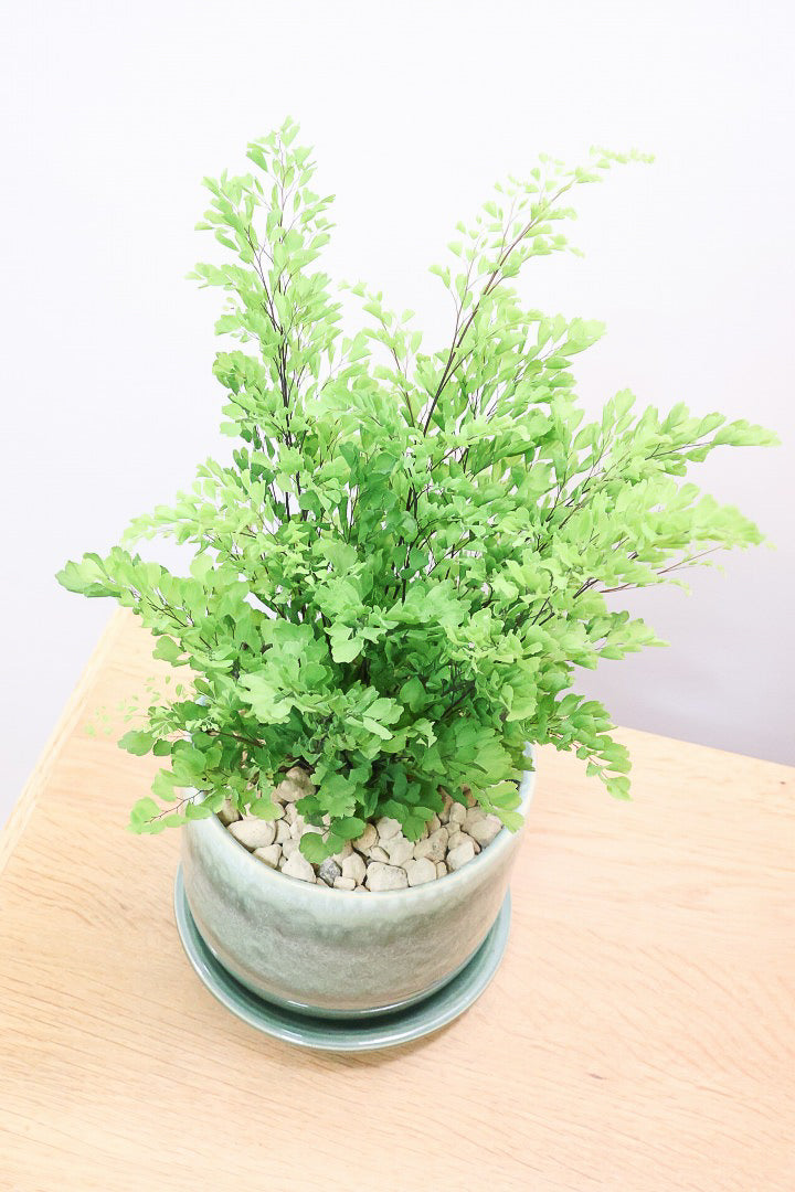 【アジアンタム リサ】かわいいミニサイズのふわふわした雰囲気がとってもかわいい観葉植物！ナチュラルな葉がかわいい♪