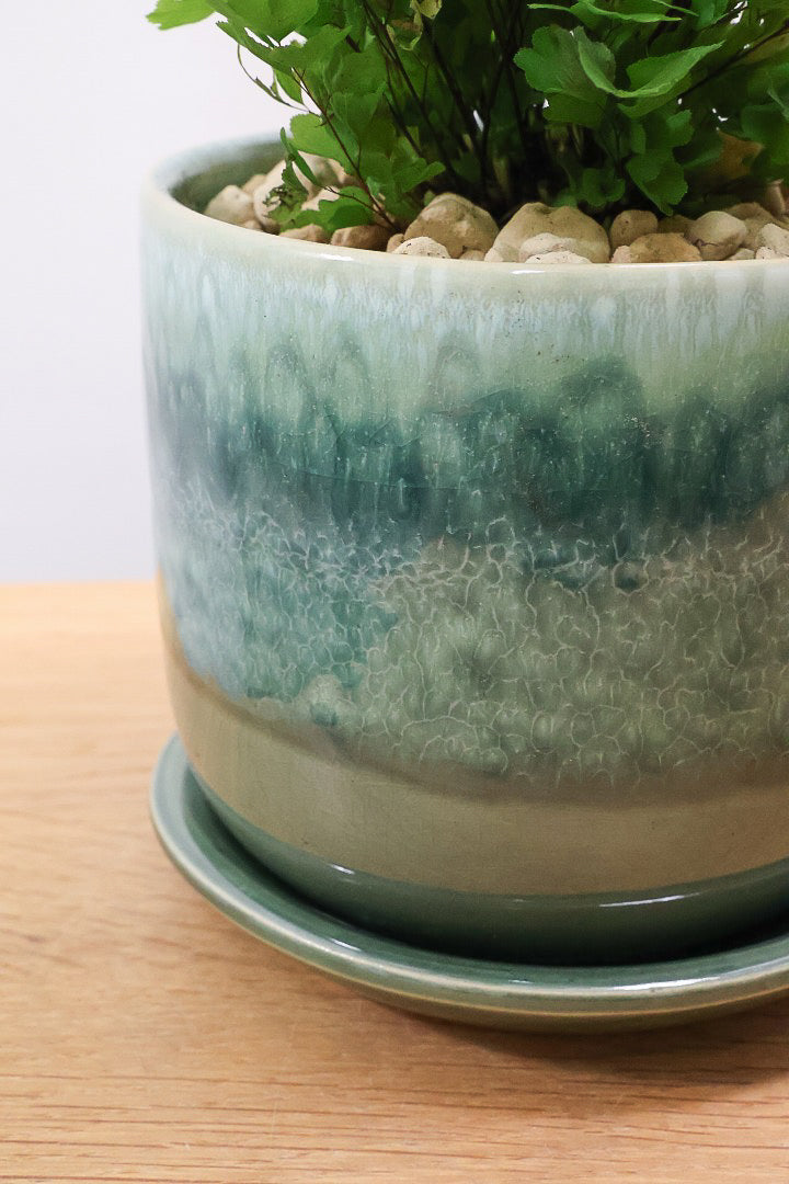 【アジアンタム リサ】かわいいミニサイズのふわふわした雰囲気がとってもかわいい観葉植物！ナチュラルな葉がかわいい♪