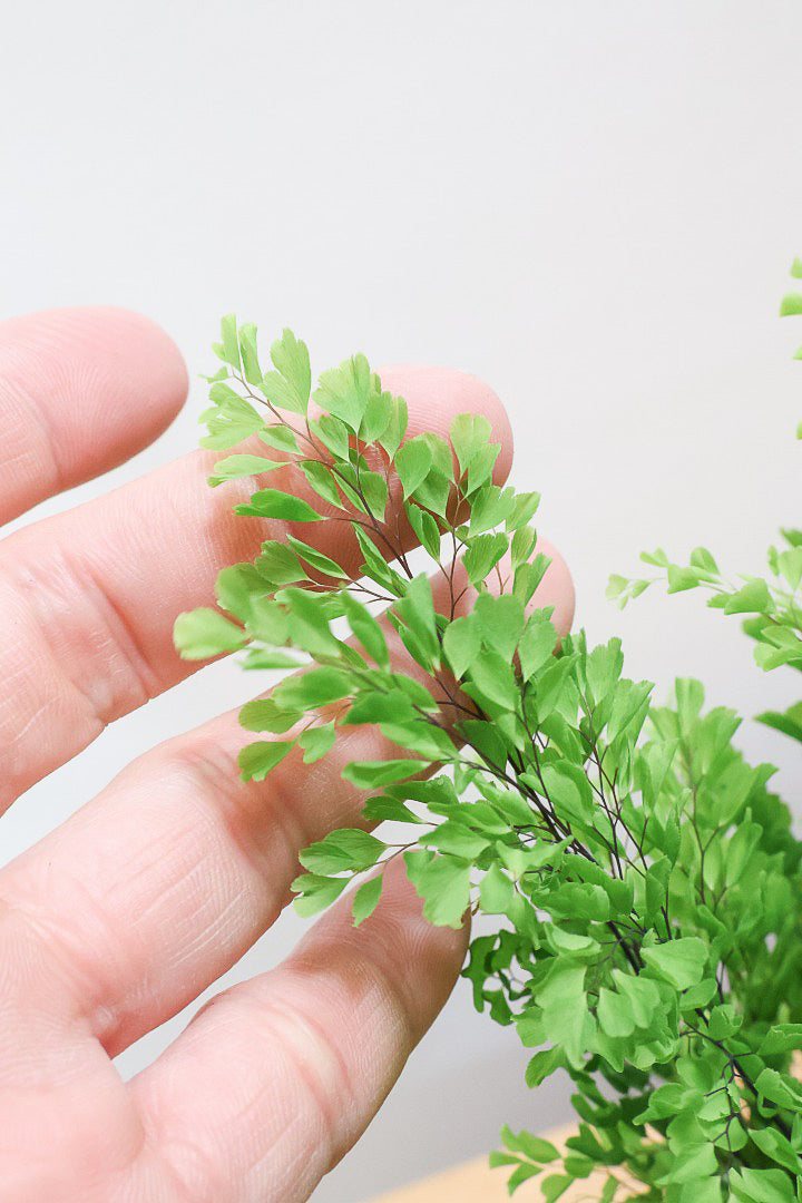 【アジアンタム リサ】かわいいミニサイズのふわふわした雰囲気がとってもかわいい観葉植物！ナチュラルな葉がかわいい♪