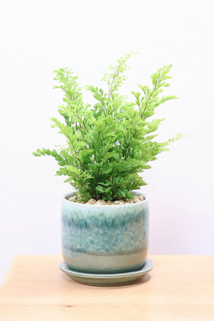 【アジアンタム リサ】かわいいミニサイズのふわふわした雰囲気がとってもかわいい観葉植物！ナチュラルな葉がかわいい♪