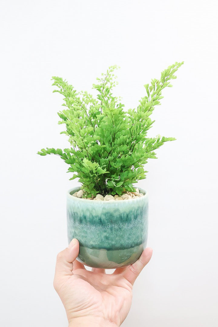 【アジアンタム リサ】かわいいミニサイズのふわふわした雰囲気がとってもかわいい観葉植物！ナチュラルな葉がかわいい♪