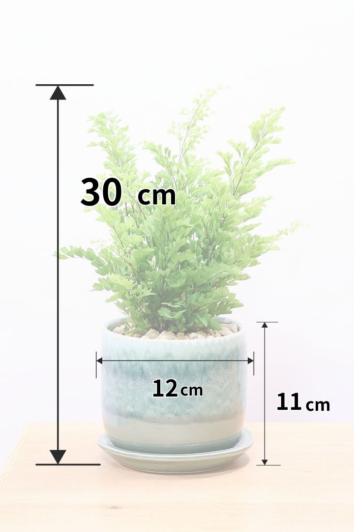 【アジアンタム リサ】かわいいミニサイズのふわふわした雰囲気がとってもかわいい観葉植物！ナチュラルな葉がかわいい♪