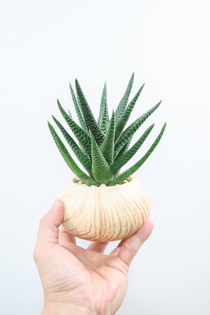 【ガステリア ジムフローラ】人気の木目調のPOT♪葉の質感はぷにぷにしていてかわいい！ボリュームあります！