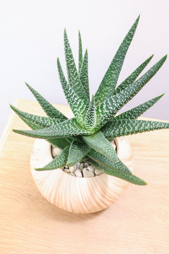 【ガステリア ジムフローラ】人気の木目調のPOT♪葉の質感はぷにぷにしていてかわいい！ボリュームあります！