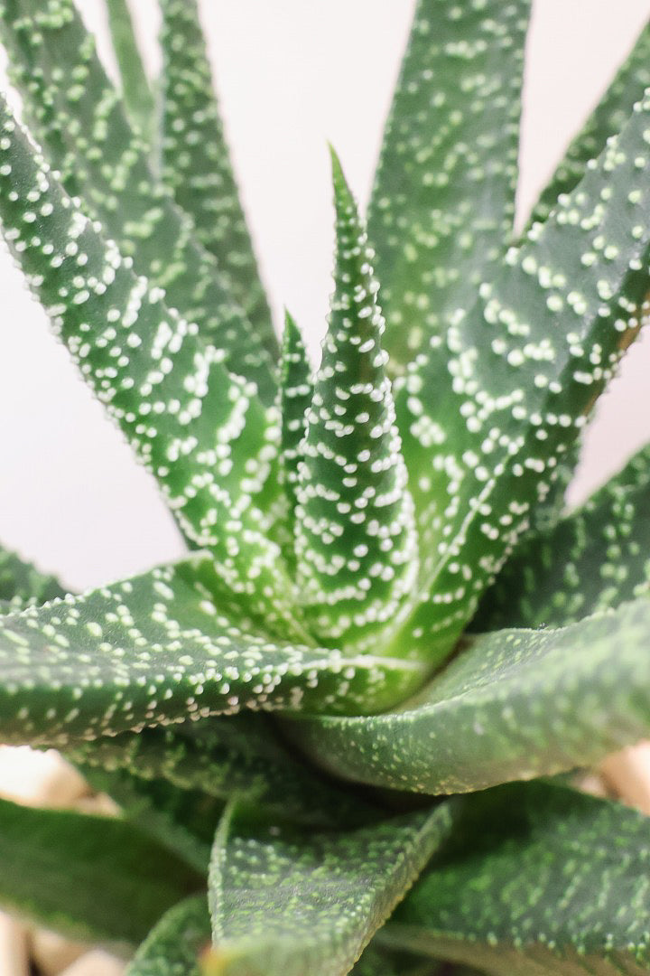 【ガステリア ジムフローラ】人気の木目調のPOT♪葉の質感はぷにぷにしていてかわいい！ボリュームあります！