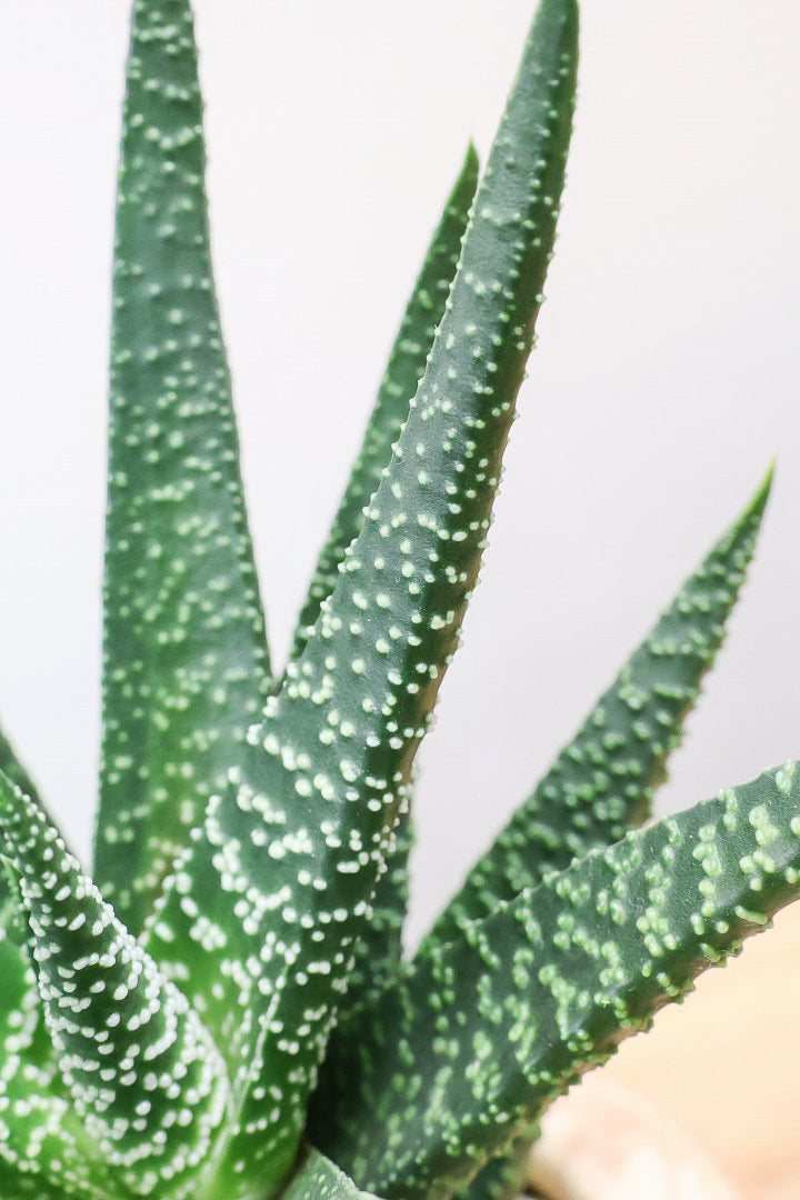 【ガステリア ジムフローラ】人気の木目調のPOT♪葉の質感はぷにぷにしていてかわいい！ボリュームあります！