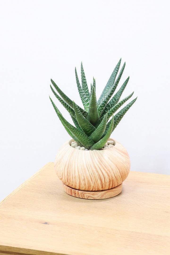 【ガステリア ジムフローラ】人気の木目調のPOT♪葉の質感はぷにぷにしていてかわいい！ボリュームあります！