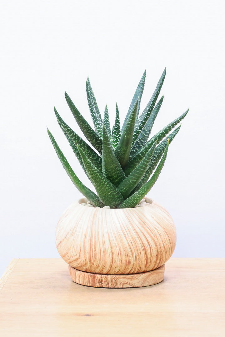 【ガステリア ジムフローラ】人気の木目調のPOT♪葉の質感はぷにぷにしていてかわいい！ボリュームあります！