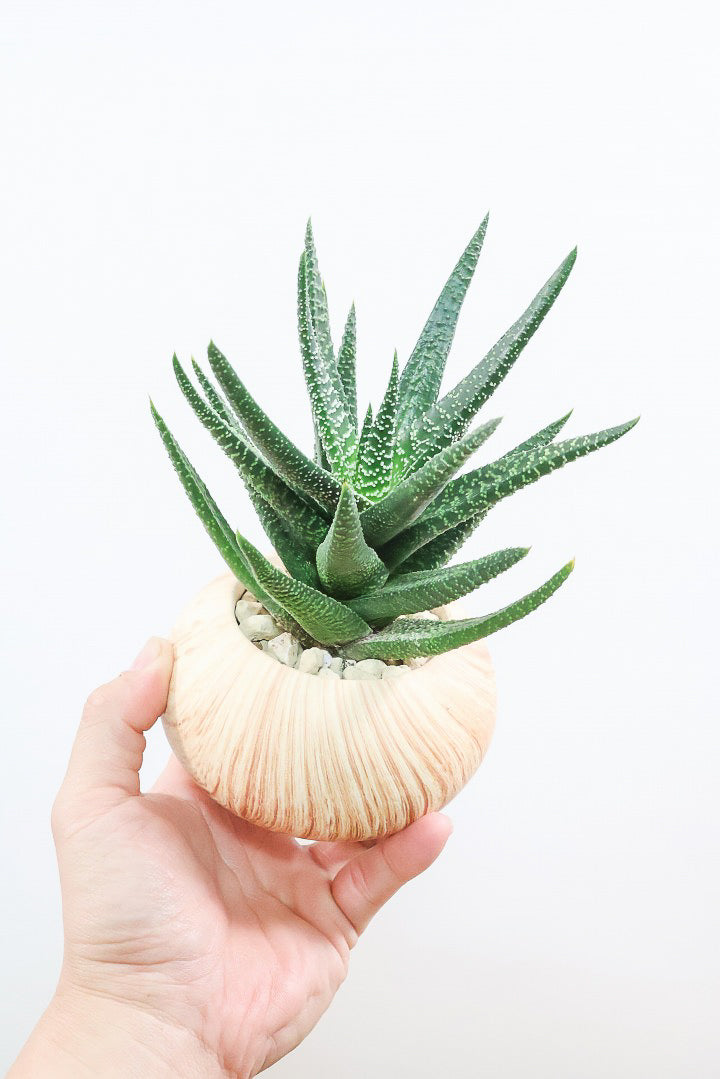 【ガステリア ジムフローラ】人気の木目調のPOT♪葉の質感はぷにぷにしていてかわいい！ボリュームあります！