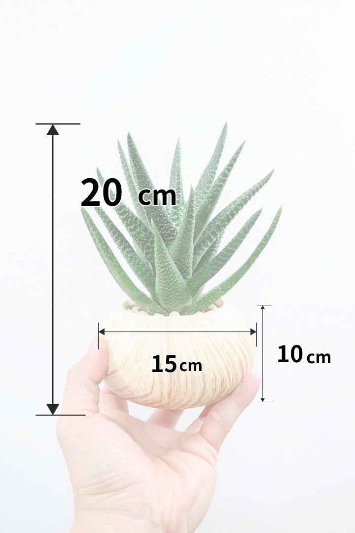 【ガステリア ジムフローラ】人気の木目調のPOT♪葉の質感はぷにぷにしていてかわいい！ボリュームあります！