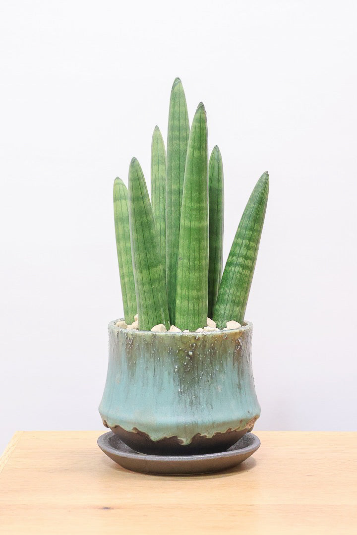 【サンスベリア スタッキー】どうでしょう？かわいすぎません？仲良しの生産者さんからいい形のものを分けてもらいました！ムチムチでかわいい！