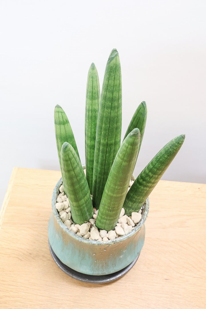 【サンスベリア スタッキー】どうでしょう？かわいすぎません？仲良しの生産者さんからいい形のものを分けてもらいました！ムチムチでかわいい！