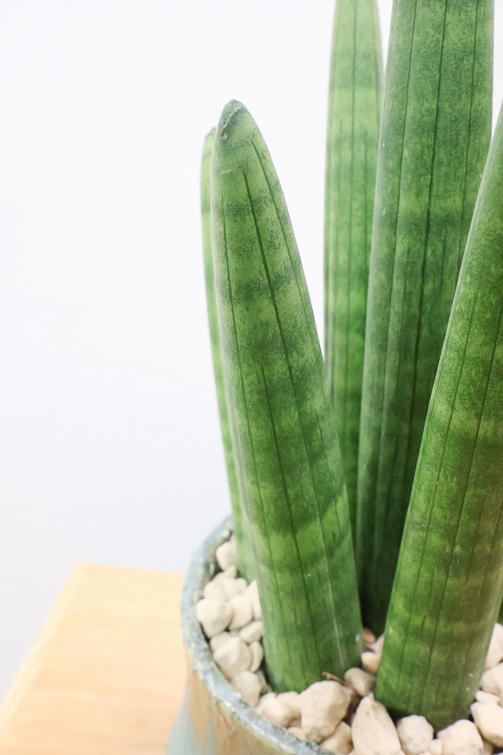 【サンスベリア スタッキー】どうでしょう？かわいすぎません？仲良しの生産者さんからいい形のものを分けてもらいました！ムチムチでかわいい！