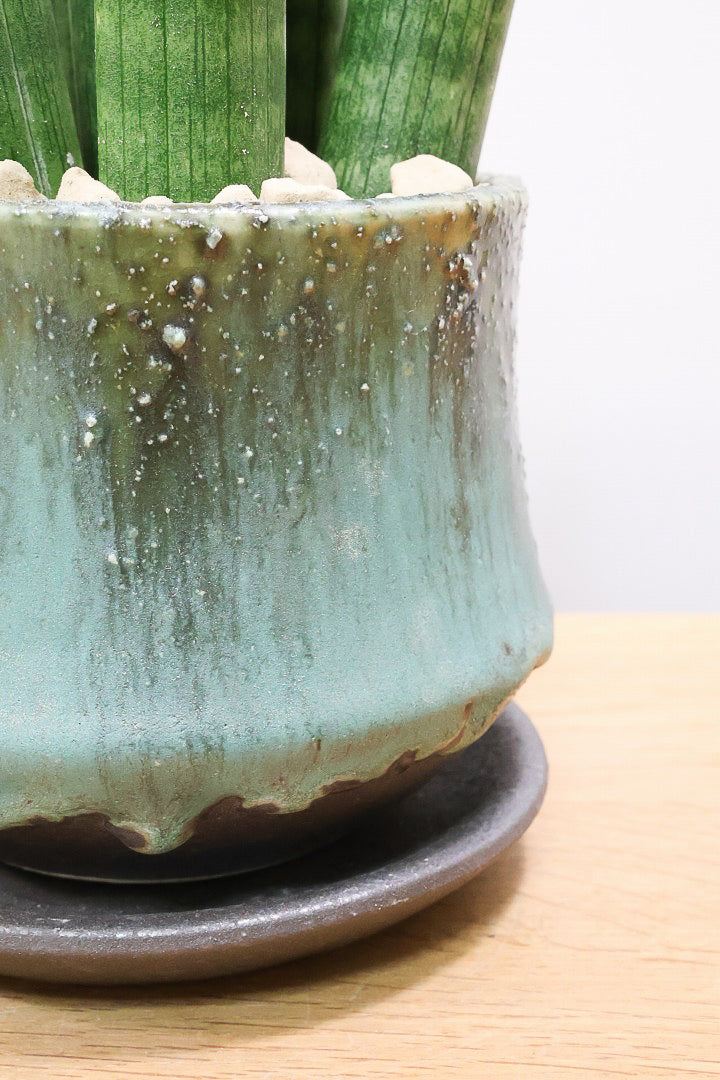 【サンスベリア スタッキー】どうでしょう？かわいすぎません？仲良しの生産者さんからいい形のものを分けてもらいました！ムチムチでかわいい！