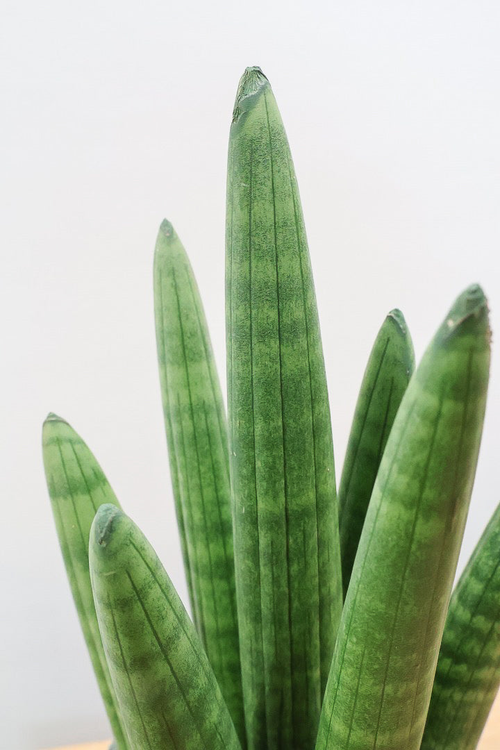 【サンスベリア スタッキー】どうでしょう？かわいすぎません？仲良しの生産者さんからいい形のものを分けてもらいました！ムチムチでかわいい！