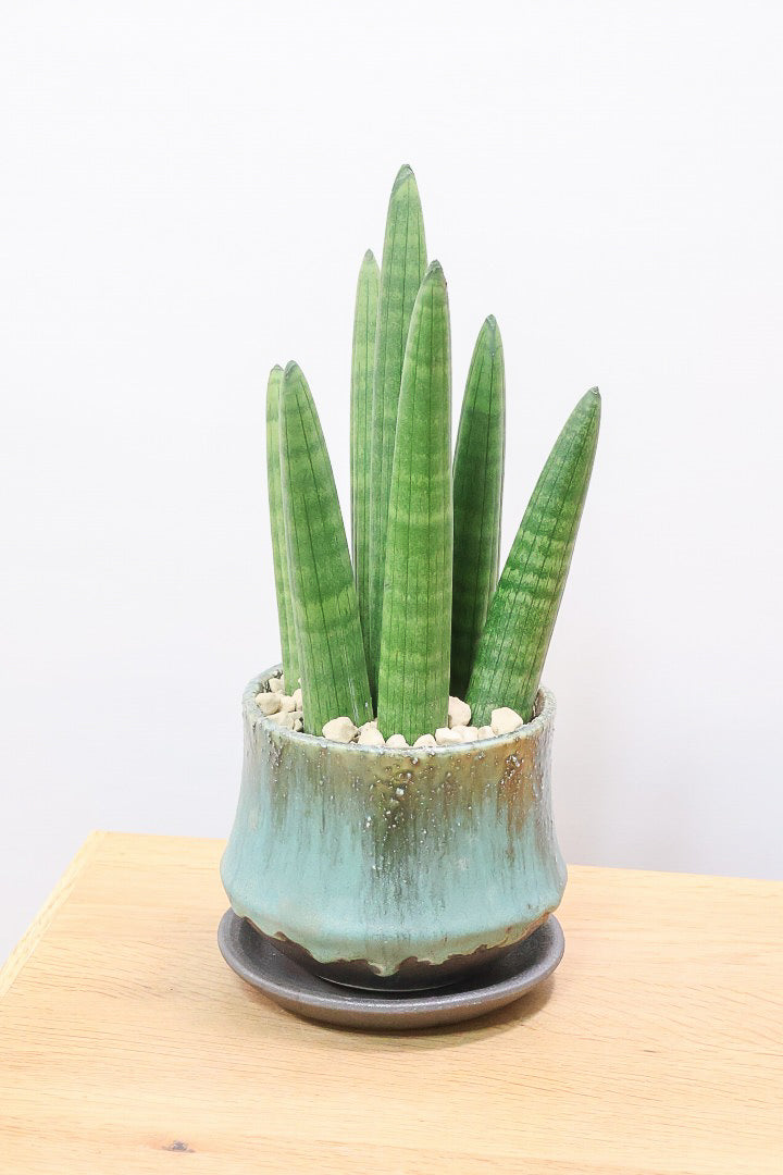 【サンスベリア スタッキー】どうでしょう？かわいすぎません？仲良しの生産者さんからいい形のものを分けてもらいました！ムチムチでかわいい！