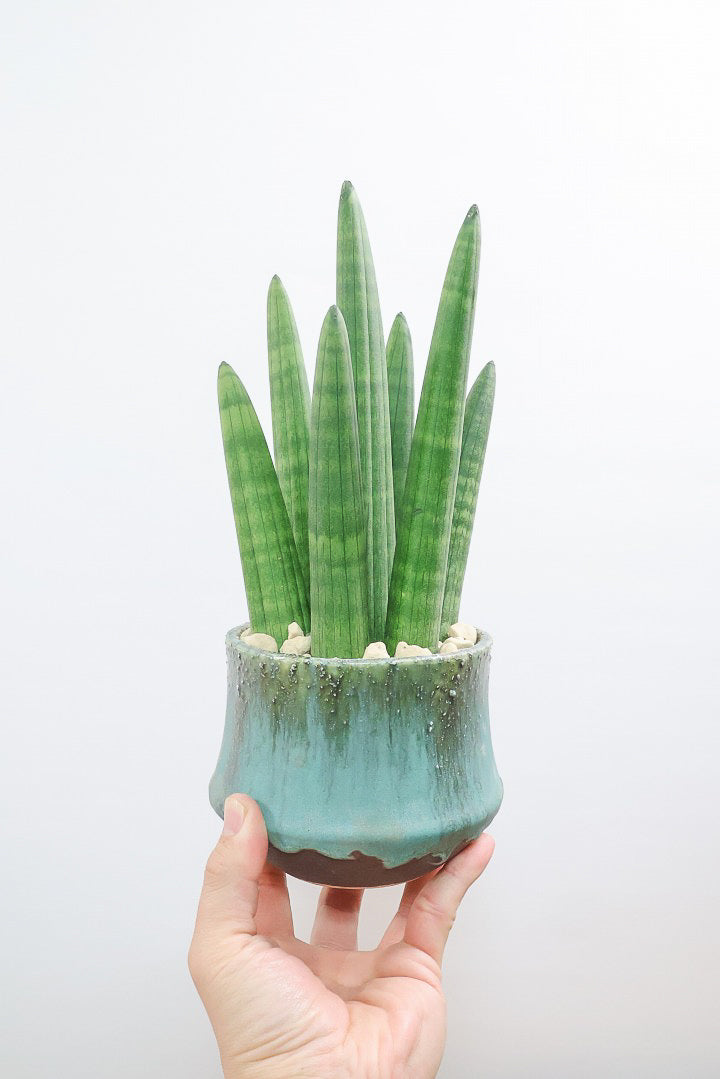 【サンスベリア スタッキー】どうでしょう？かわいすぎません？仲良しの生産者さんからいい形のものを分けてもらいました！ムチムチでかわいい！