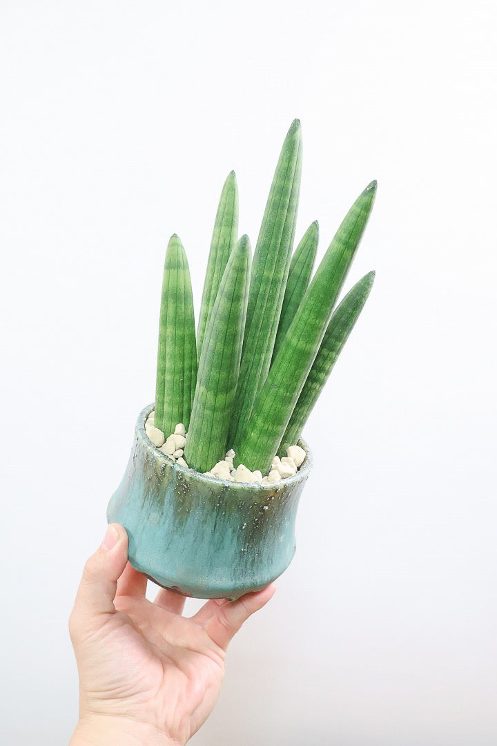 【サンスベリア スタッキー】どうでしょう？かわいすぎません？仲良しの生産者さんからいい形のものを分けてもらいました！ムチムチでかわいい！