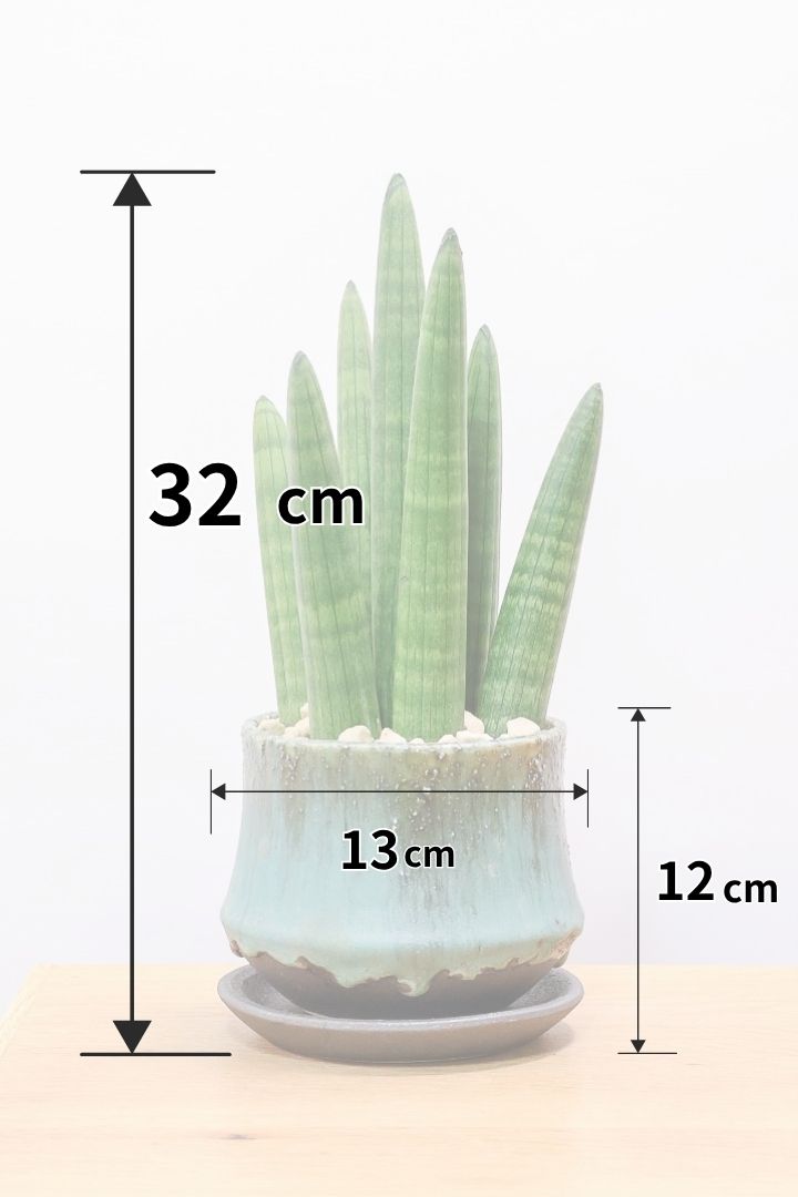 【サンスベリア スタッキー】どうでしょう？かわいすぎません？仲良しの生産者さんからいい形のものを分けてもらいました！ムチムチでかわいい！