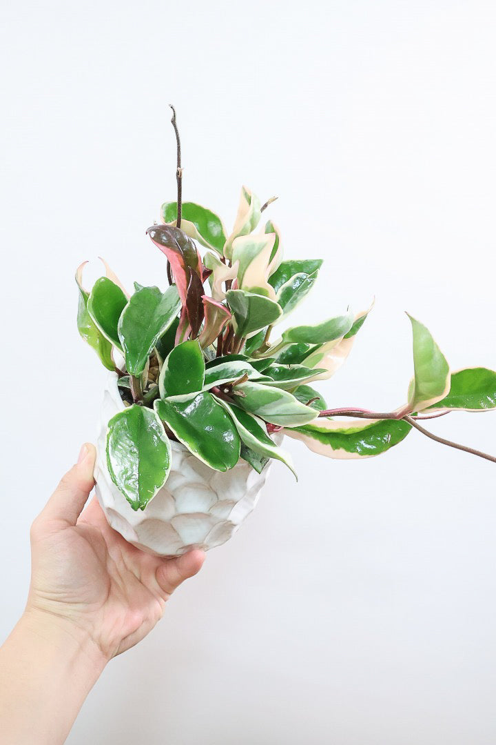 【ホヤ リップカラー】仕入れの時に見つけてきました！ピンクの葉っぱがまぶしくて美しい個体です！