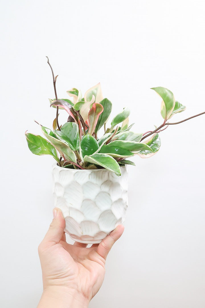 【ホヤ リップカラー】仕入れの時に見つけてきました！ピンクの葉っぱがまぶしくて美しい個体です！