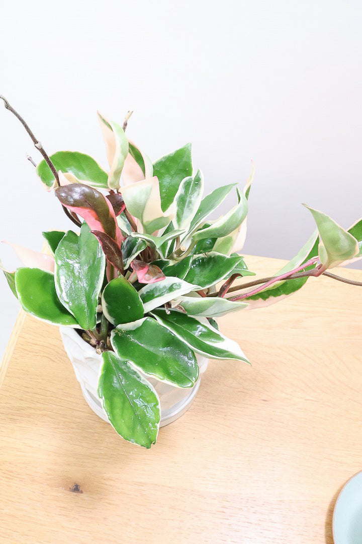 【ホヤ リップカラー】仕入れの時に見つけてきました！ピンクの葉っぱがまぶしくて美しい個体です！