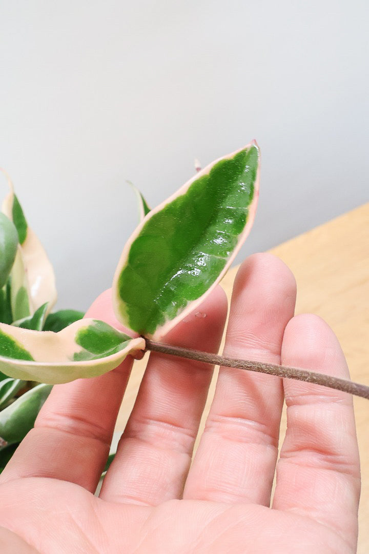 【ホヤ リップカラー】仕入れの時に見つけてきました！ピンクの葉っぱがまぶしくて美しい個体です！