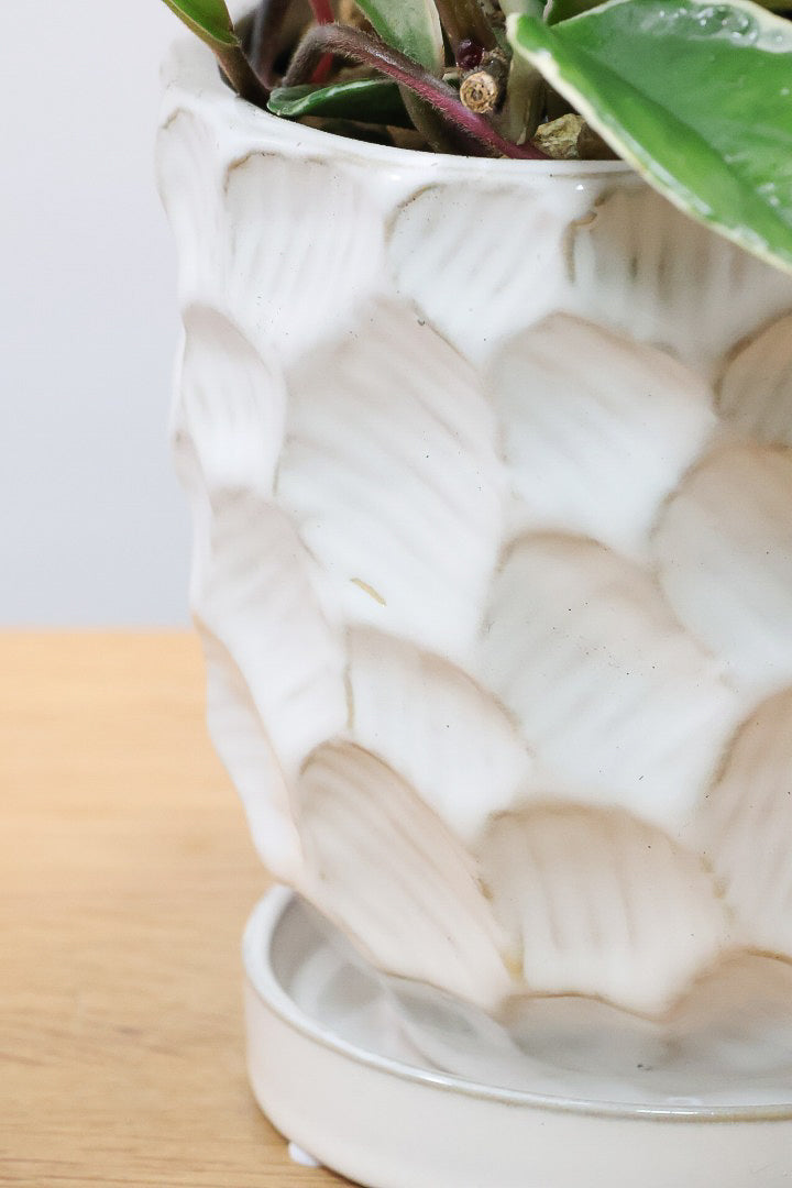 【ホヤ リップカラー】仕入れの時に見つけてきました！ピンクの葉っぱがまぶしくて美しい個体です！