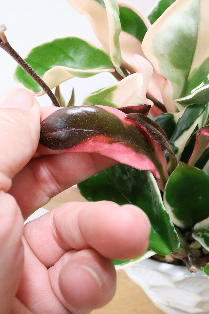 【ホヤ リップカラー】仕入れの時に見つけてきました！ピンクの葉っぱがまぶしくて美しい個体です！