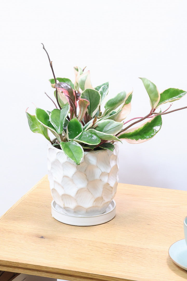 【ホヤ リップカラー】仕入れの時に見つけてきました！ピンクの葉っぱがまぶしくて美しい個体です！