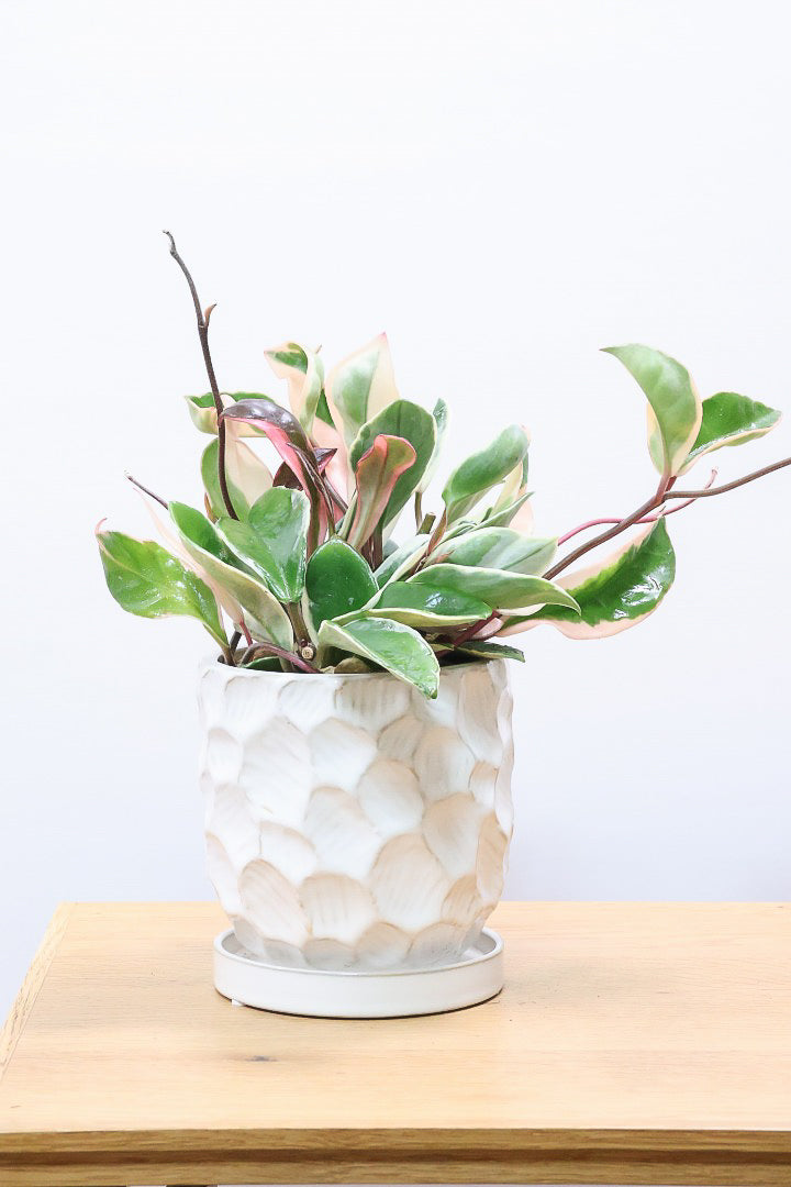 【ホヤ リップカラー】仕入れの時に見つけてきました！ピンクの葉っぱがまぶしくて美しい個体です！