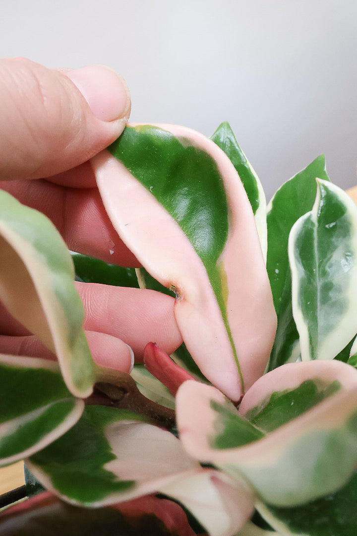 【ホヤ リップカラー】仕入れの時に見つけてきました！ピンクの葉っぱがまぶしくて美しい個体です！