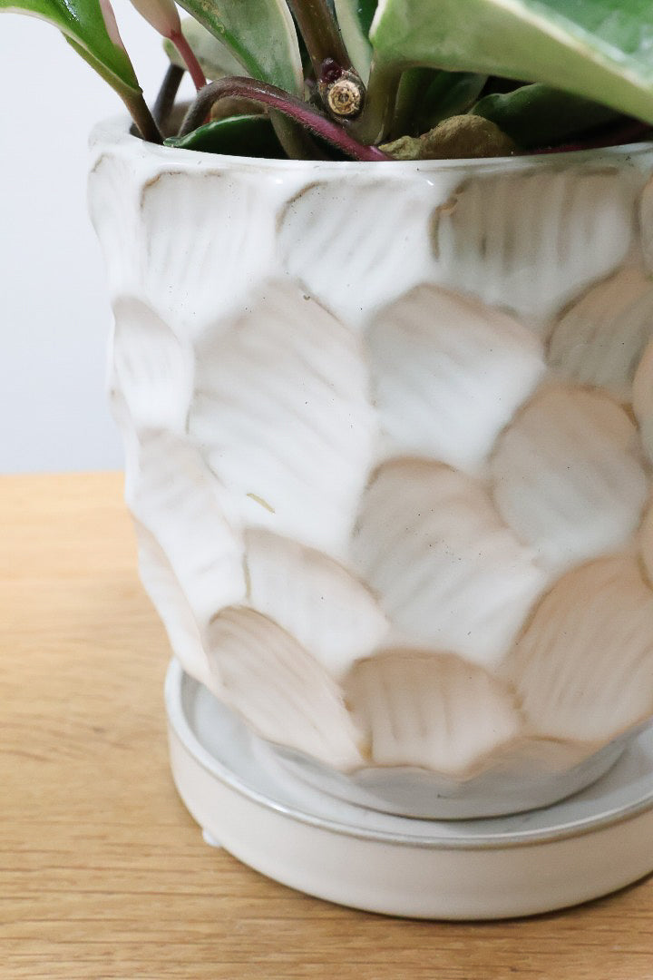 【ホヤ リップカラー】仕入れの時に見つけてきました！ピンクの葉っぱがまぶしくて美しい個体です！