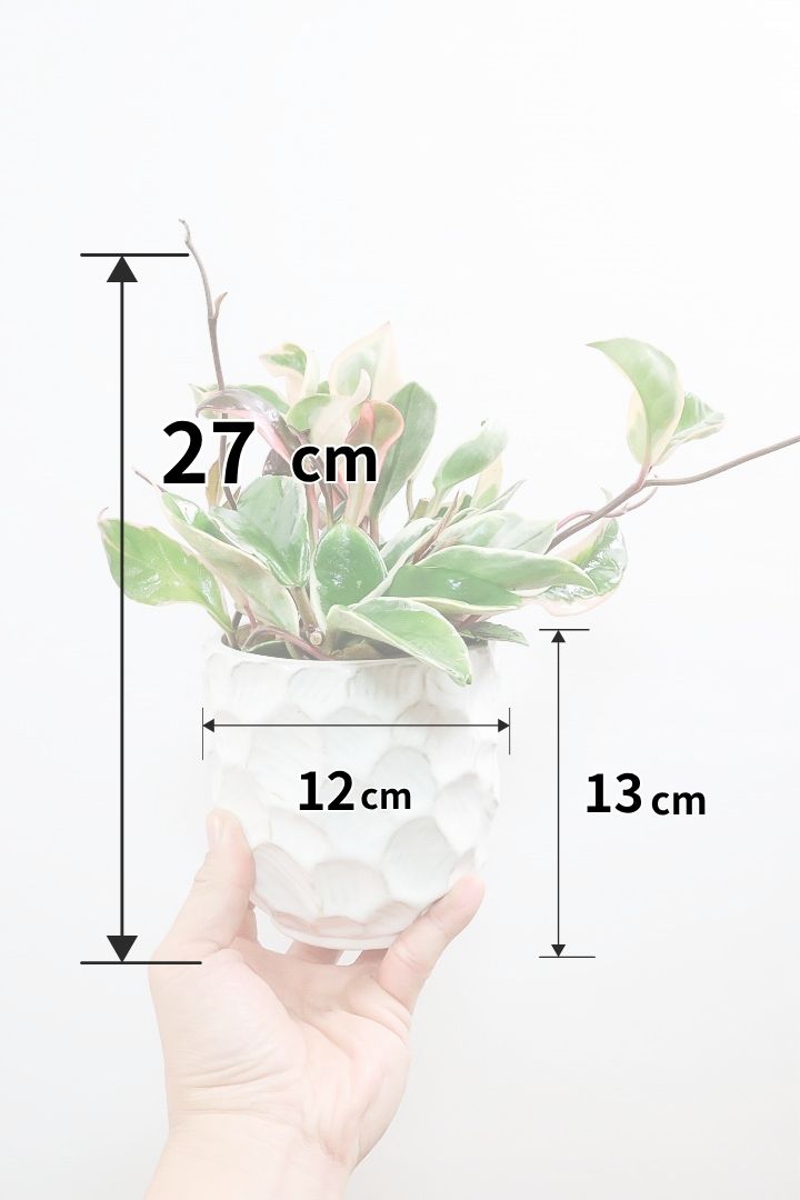 【ホヤ リップカラー】仕入れの時に見つけてきました！ピンクの葉っぱがまぶしくて美しい個体です！