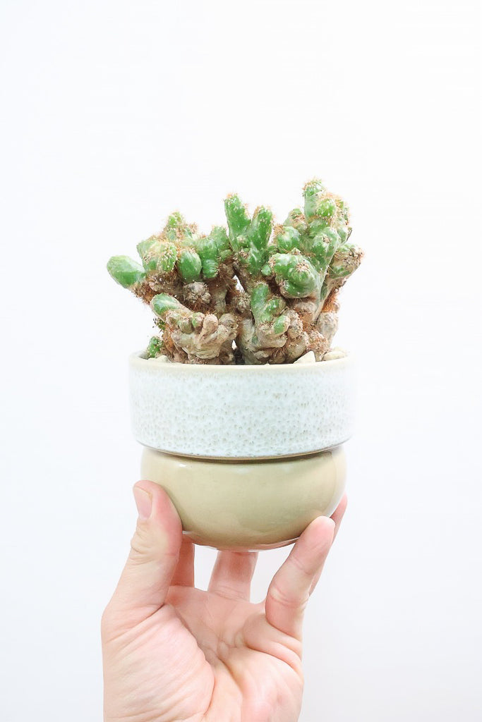 多肉植物 セレウス レパンドゥス ペルー リンゴ サボテン （カキコ) ペルー産リンゴサボテン セレウス・レパンドゥス 種子 砂漠の庭や室内