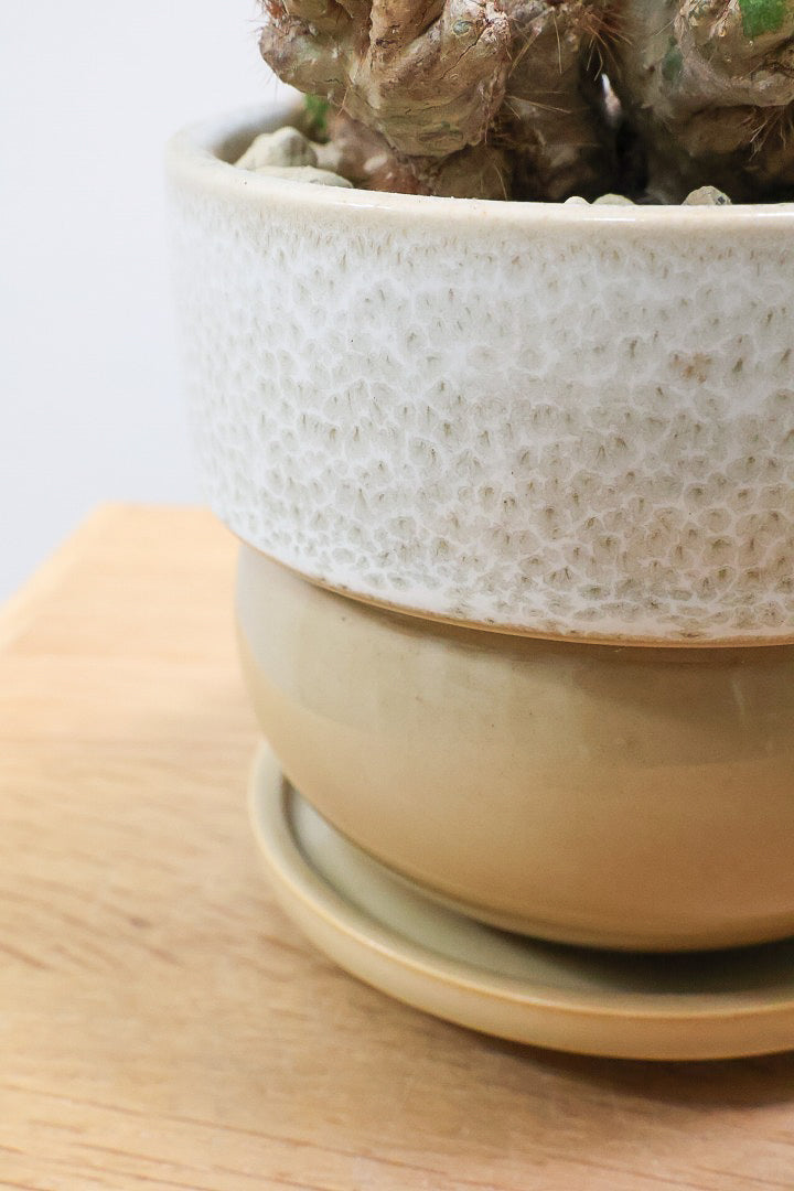【セレウス ペルビアナム】密度が高くてかわいいサボテン。コロンとしたPOTとの相性もいいと思います！