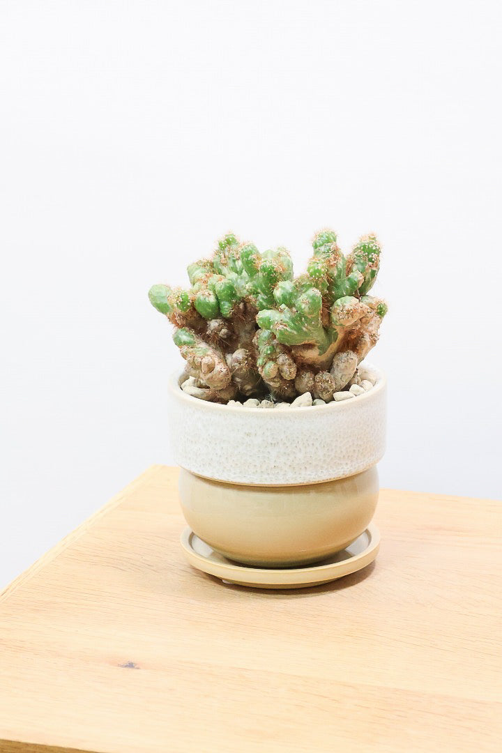 【セレウス ペルビアナム】密度が高くてかわいいサボテン。コロンとしたPOTとの相性もいいと思います！
